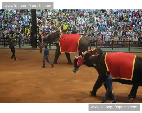 秘境千里马与丛林战象：当“意志之墙”撞上“灵动泰拳”